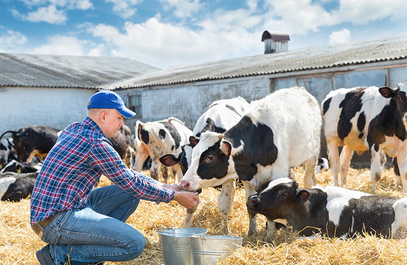 Farm Fresh Dairy Products